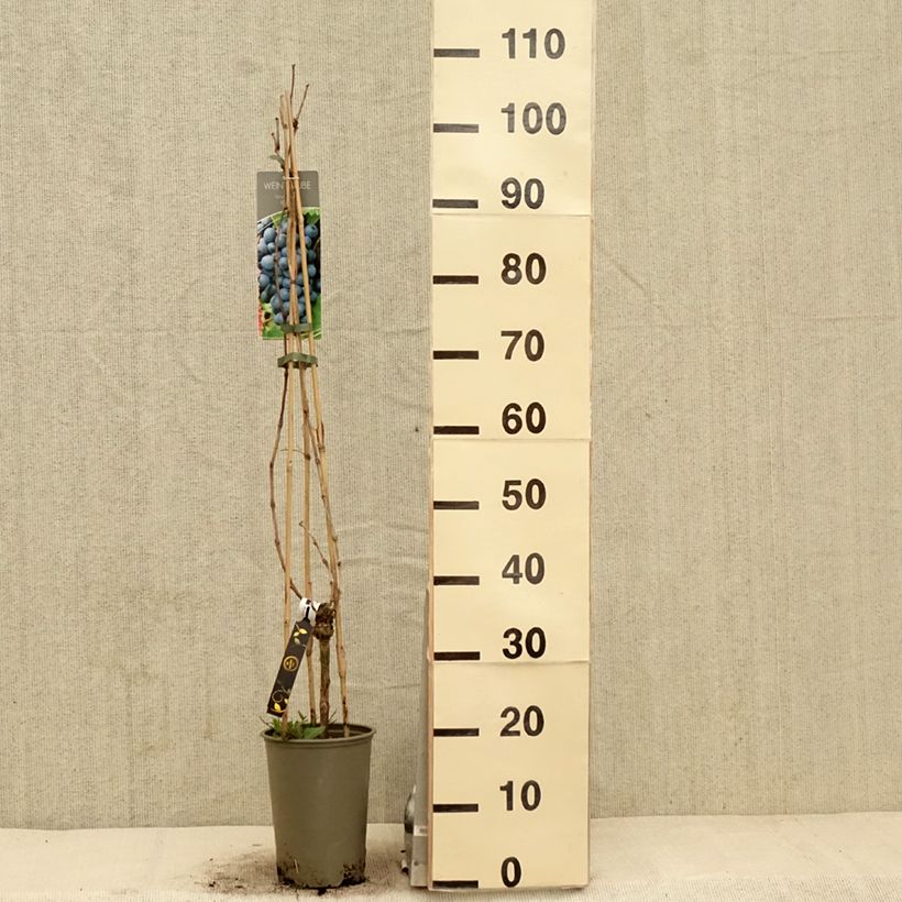 Exemplaar van Druif Regent Pot van 2 l/3 l zoals geleverd in de lente