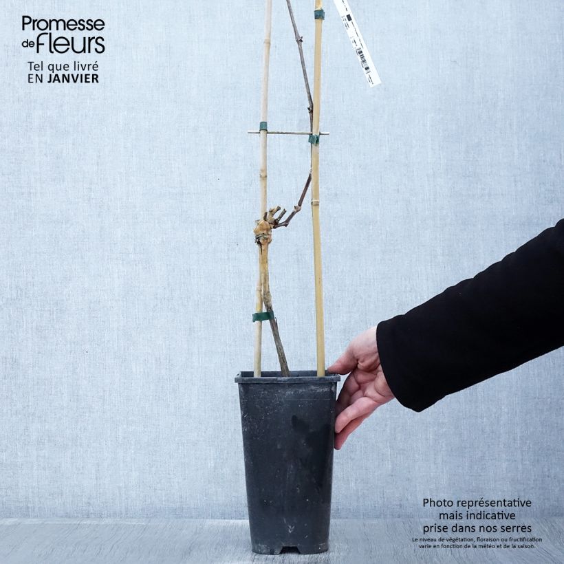 Exemplaar van Wijnstok Riesling Pot van 1,5 l/2 l zoals geleverd in de winter