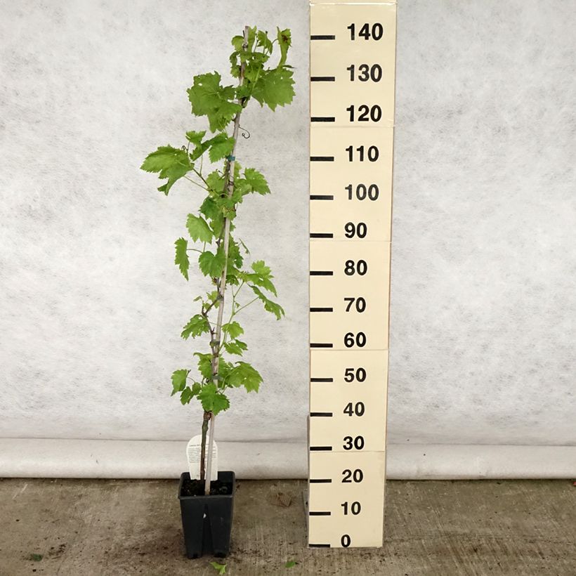 Exemplaar van Vitis Apirena Rossa - Pitloze druif Pot van 3 l/4 l zoals geleverd in de zomer