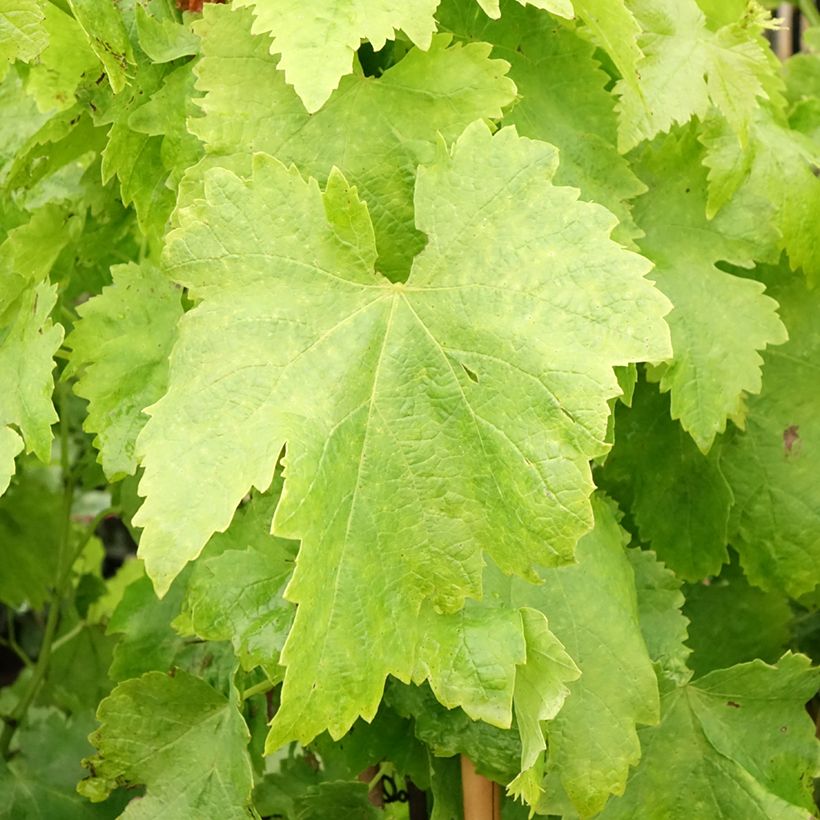 Vitis Apirena Rossa - Pitloze druif (Blad)