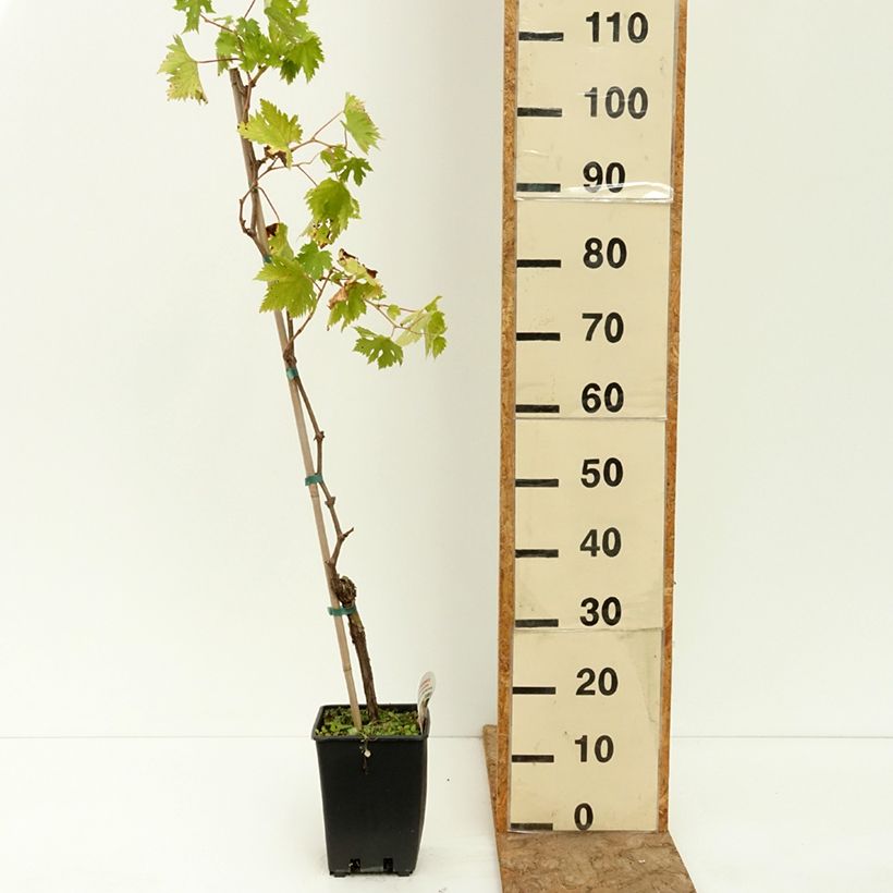 Exemplaar van Vitis Apirena Ametista - Pitloze druif Pot van 1,5 l/2 l zoals geleverd in de zomer