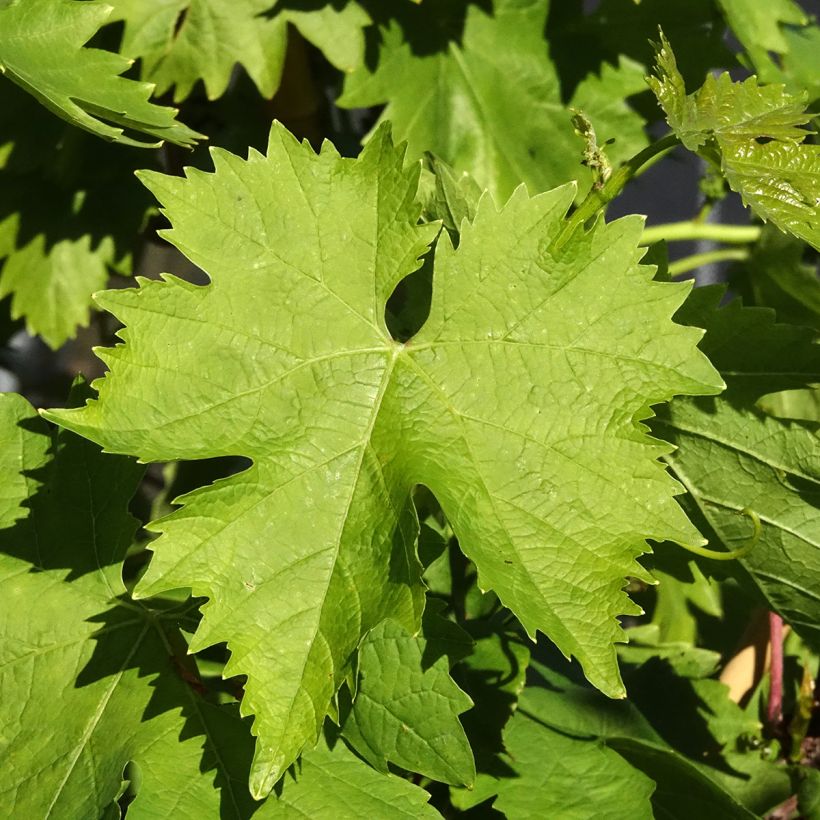 Vitis Apirena Bianca - Pitloze druif (Blad)