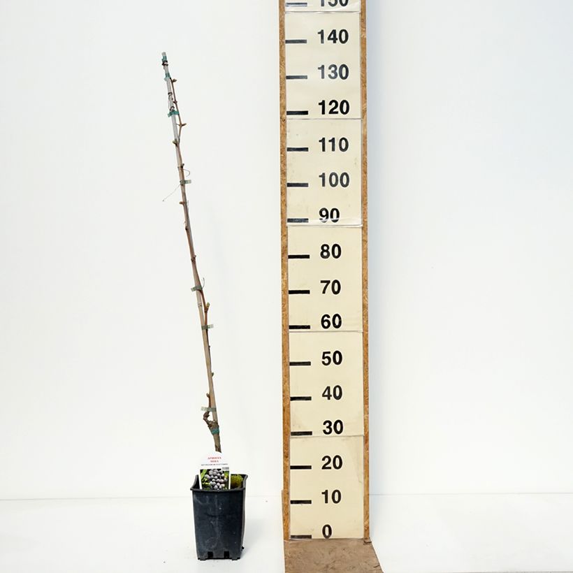 Exemplaar van Vitis Apirena Nera - Pitloze druif Pot van 1,5 l/2 l zoals geleverd in de lente