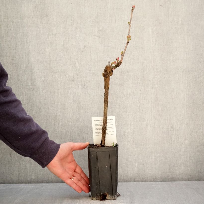 Exemplaar van Druif Sauvignon Blanc Pot van 1 l/1,5 l zoals geleverd in de lente