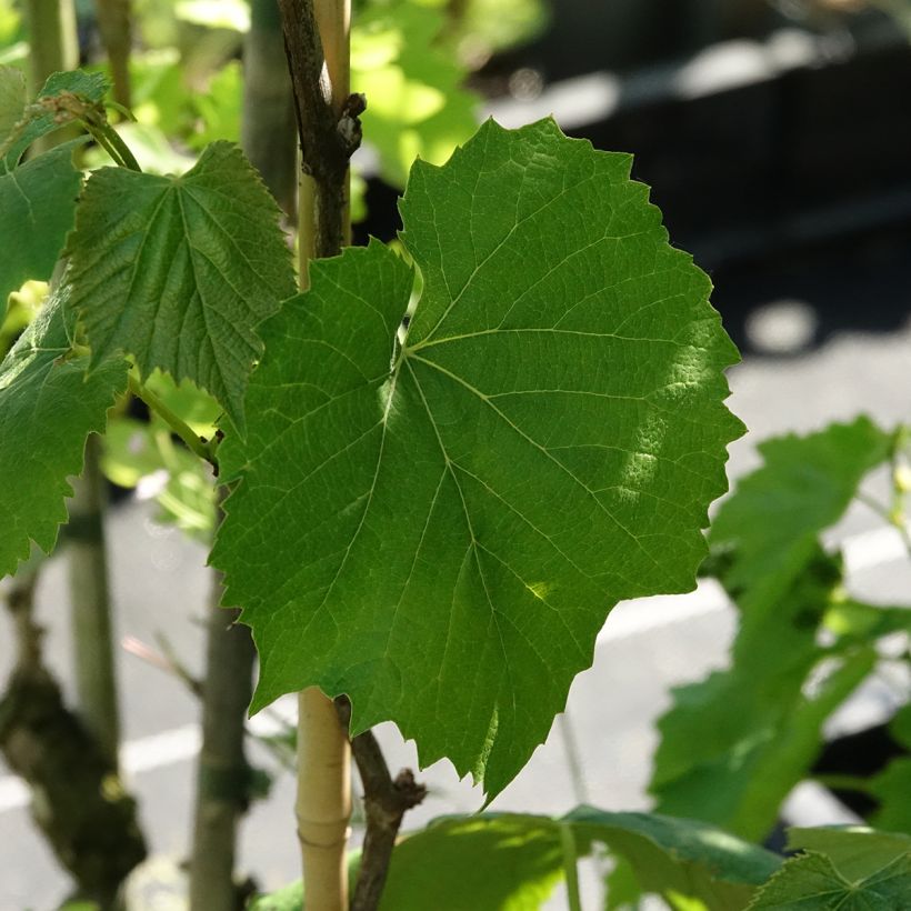Druif Smeralda (Blad)