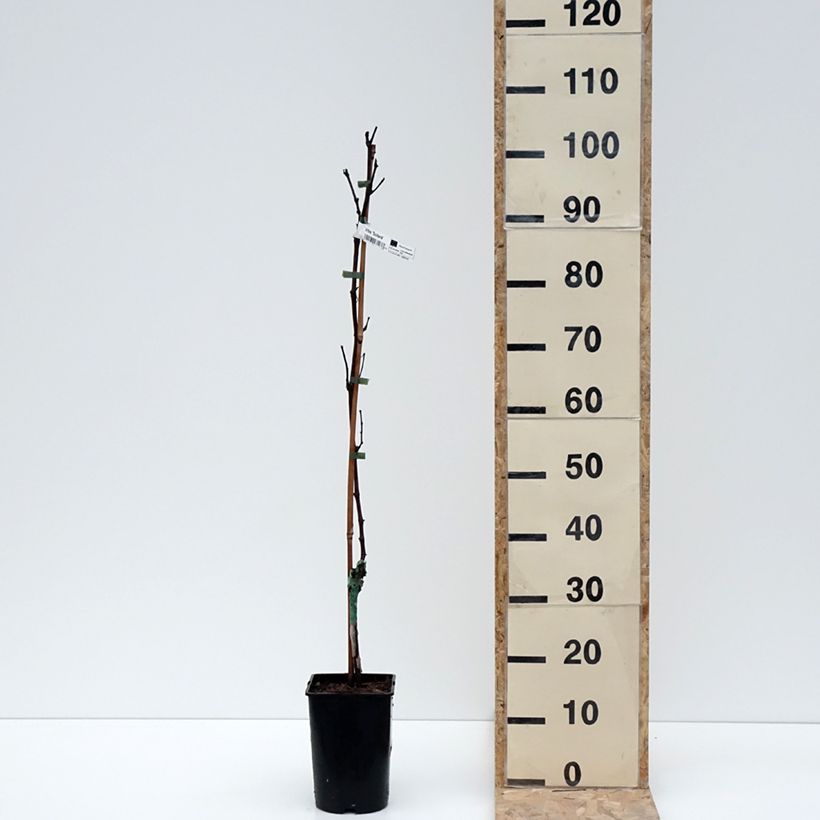 Exemplaar van Vigne Solara - Vitis vinifera Pot van 2 l/3 l zoals geleverd in de winter