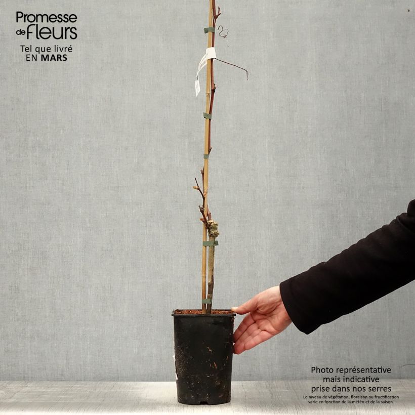 Exemplaar van Druif Solara Pot van 2 l/3 l zoals geleverd in de lente