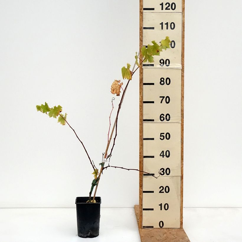 Exemplaar van Druif Solara Pot van 2 l/3 l zoals geleverd in de herfst