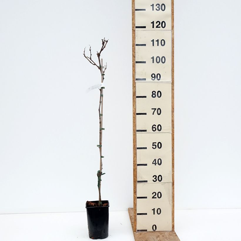 Exemplaar van Druif Solaris Pot van 2 l/3 l zoals geleverd in de winter
