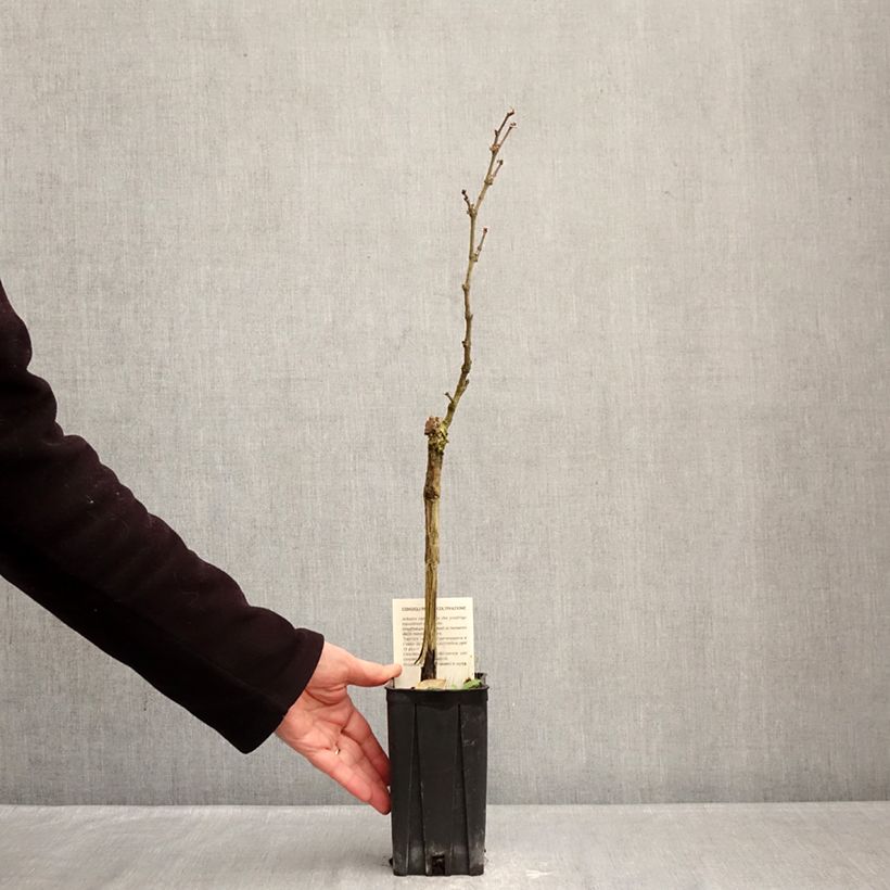 Exemplaar van Vigne Timorasso - Vitis vinifera Pot van 1,5 l/2 l zoals geleverd in de winter