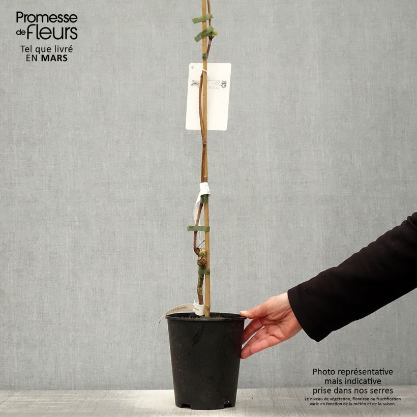 Exemplaar van Druif Venus Pot van 1,5 l/2 l zoals geleverd in de lente