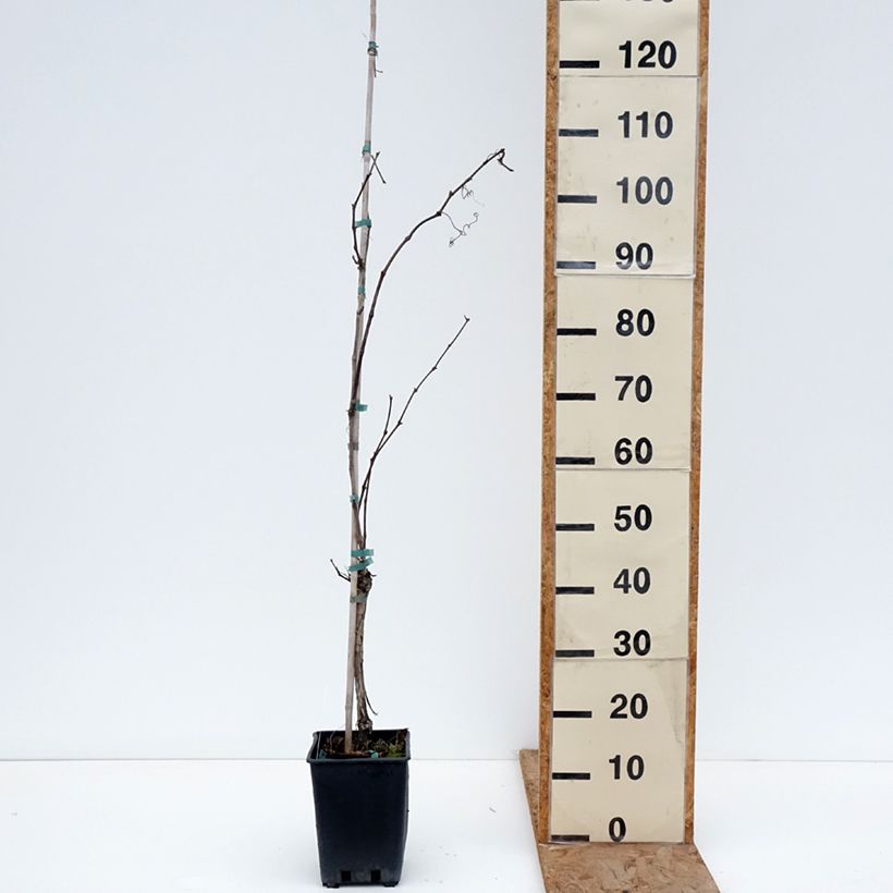 Exemplaar van Witte druif Verdea Pot van 1,5 l/2 l zoals geleverd in de winter