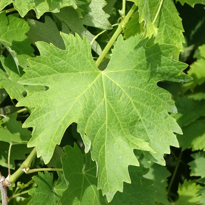 Vermentino druif (Blad)
