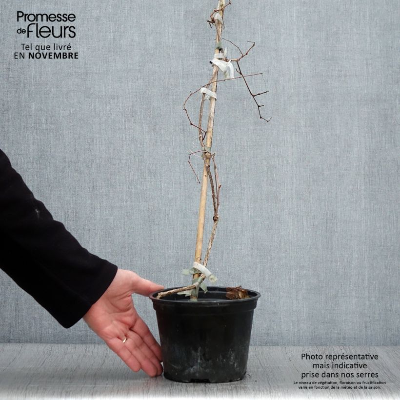 Exemplaar van Ampelopsis brevipedunculata Elegans - Wingerd Pot van 1,5 l/2 l zoals geleverd in de herfst