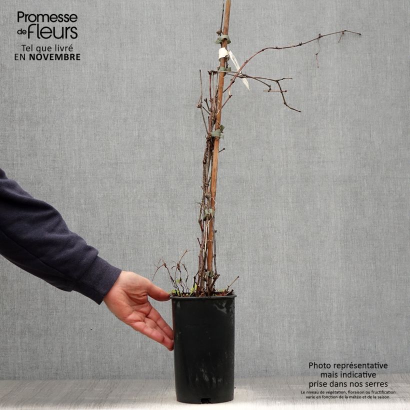 Exemplaar van Ampelopsis brevipedunculata Elegans - Wingerd Pot van 3 l/4 l zoals geleverd in de herfst