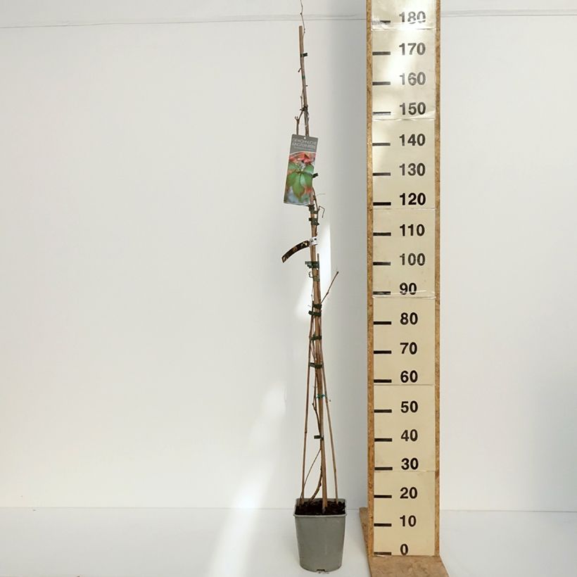 Exemplaar van Parthenocissus viteacea - Valse wingerd Pot van 4 l/5 l zoals geleverd in de lente