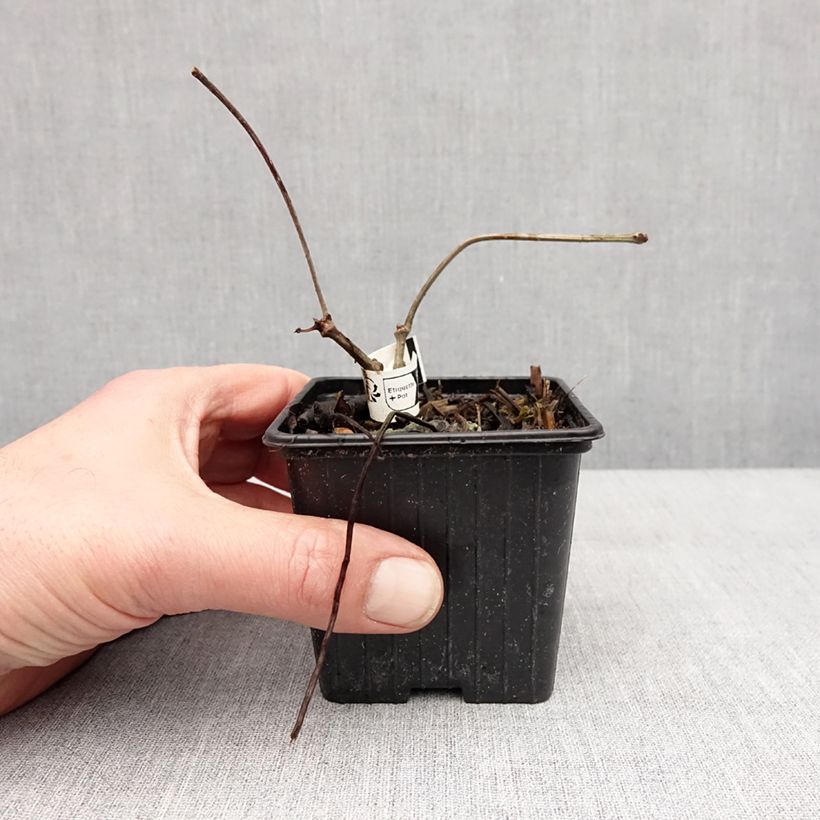 Example of Parthenocissus henryana - Chinese wilde wingerd Kweekpotje van 8/9 cm as you get in hiver