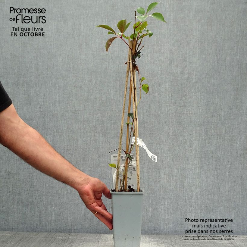 Exemplaar van Parthenocissus henryana - Chinese wilde wingerd Pot van 2 l/3 l zoals geleverd in de herfst