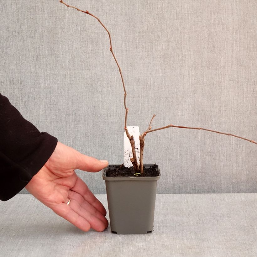 Exemplaar van Parthenocissus quinquefolia Engelmannii - Wilde wingerd Kweekpotje van 8/9 cm zoals geleverd in de lente