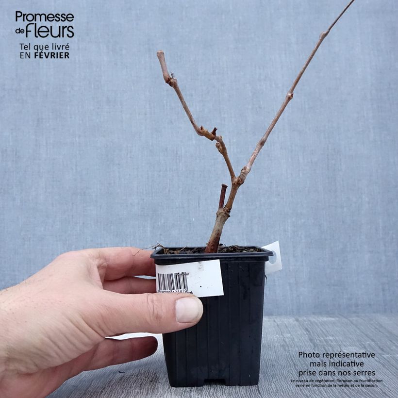 Example of Vigne vierge - Parthenocissus quinquefolia Kirigami Kweekpotje van 8/9 cm as you get in hiver