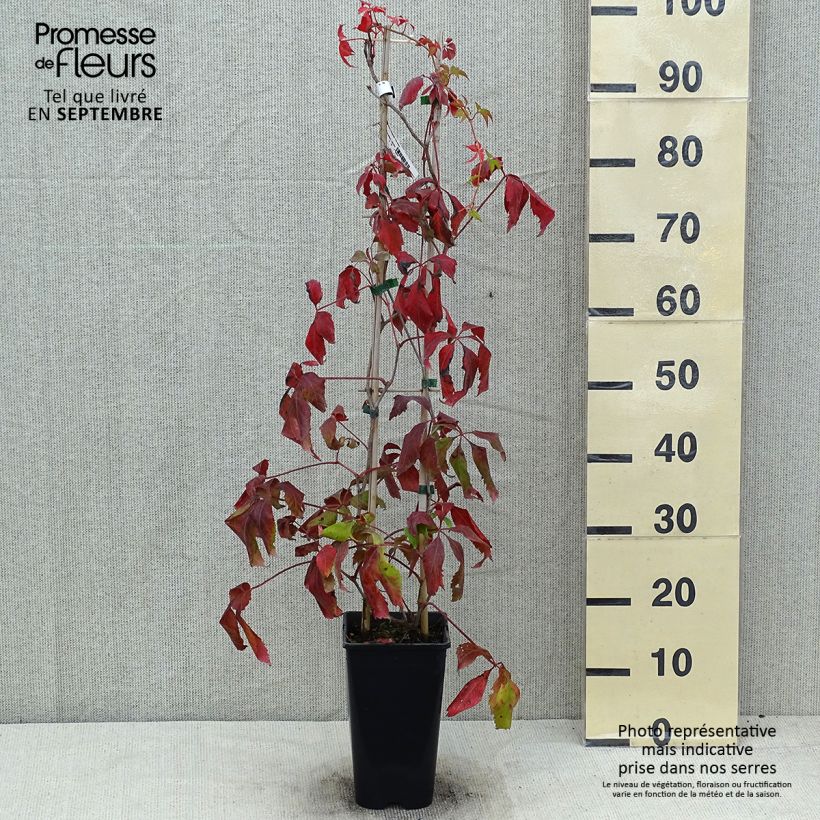 Exemplaar van Parthenocissus quinquefolia Murorum - Wilde wingerd Pot van 1,5 l/2 l zoals geleverd in de zomer