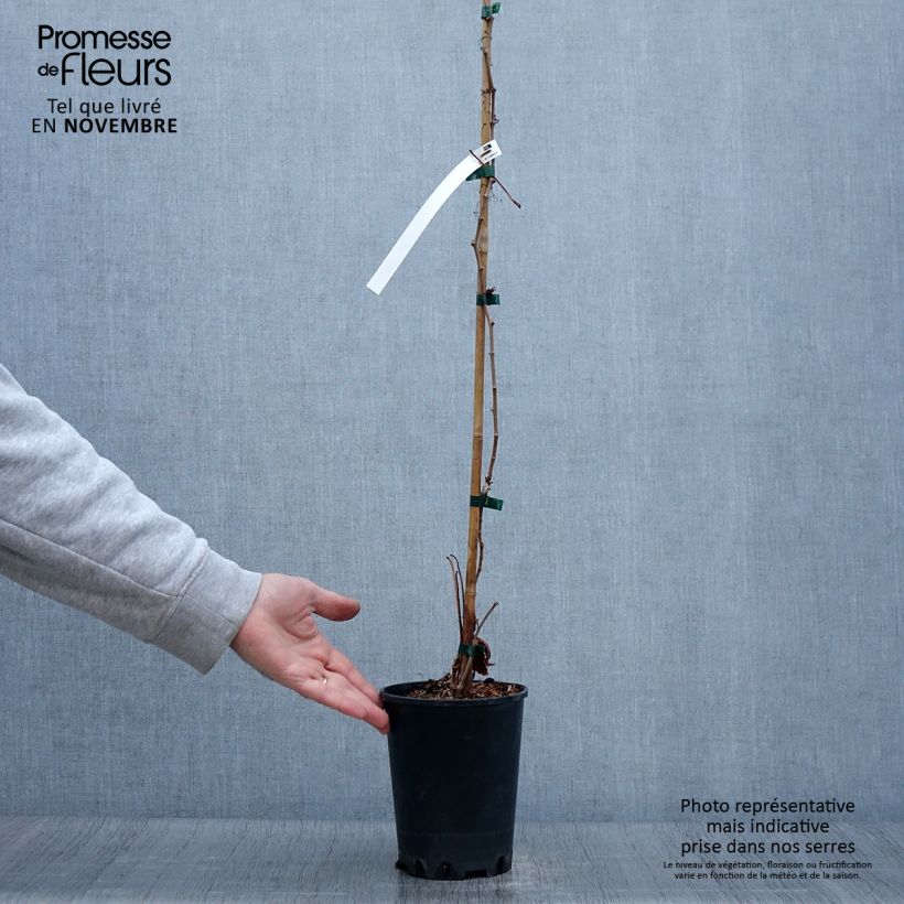 Exemplaar van Parthenocissus quinquefolia Murorum - Wilde wingerd Pot van 3 l/4 l zoals geleverd in de herfst