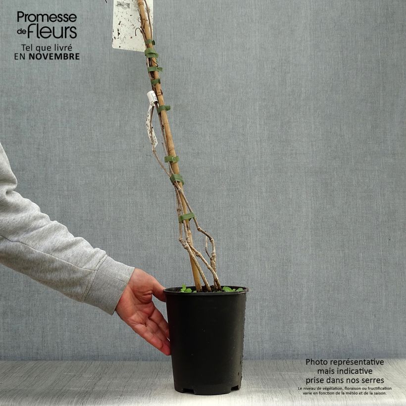 Exemplaar van Parthenocissus quinquefolia - Wilde wingerd Pot van 2 l/3 l zoals geleverd in de herfst