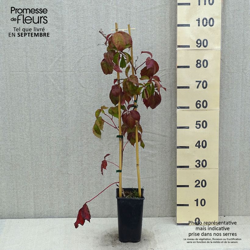 Exemplaar van Parthenocissus quinquefolia Red wall Troki - Wilde wingerd Pot van 2 l/3 l zoals geleverd in de zomer