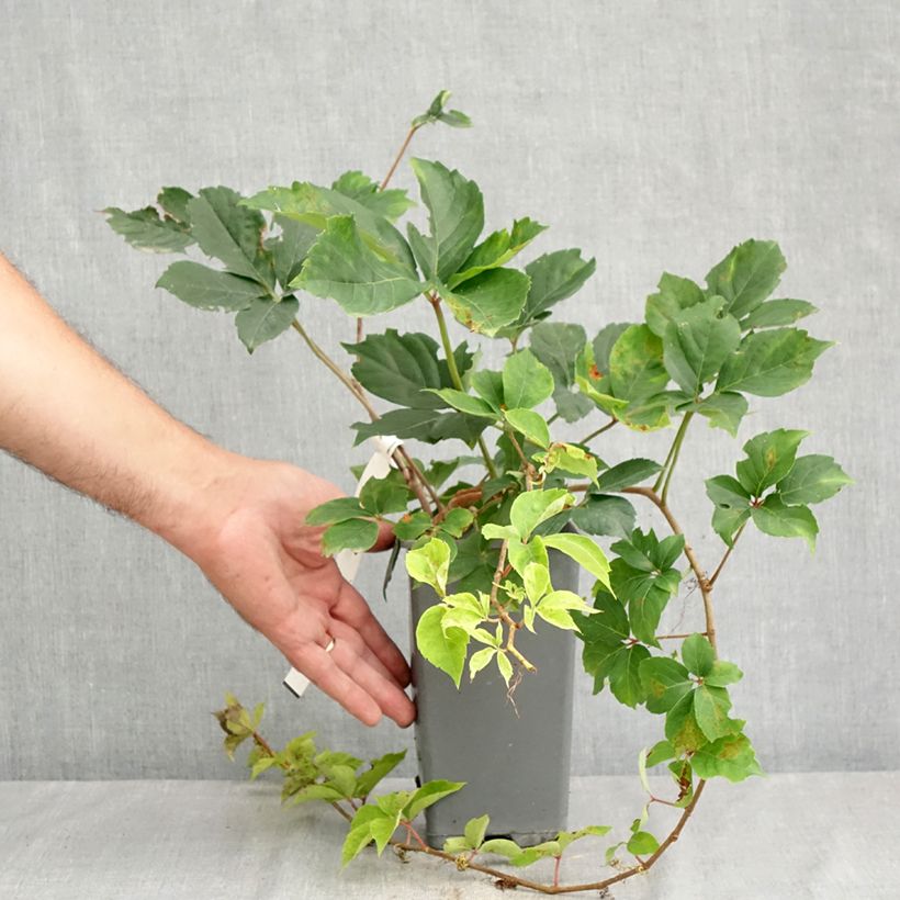 Example of Parthenocissus quinquefolia Yellow Wall - Wilde wingerd Pot van 1,5 l/2 l as you get in ete