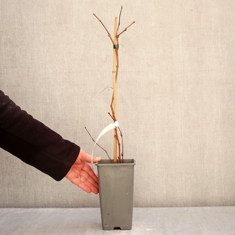 Exemplaar van Parthenocissus quinquefolia Yellow Wall - Wilde wingerd Pot van 1,5 l/2 l zoals geleverd in de winter