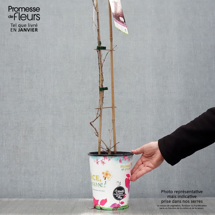 Example of Vigne vierge - Parthenocissus tricuspidata atropurpurea Pot van 2 l/3 l as you get in hiver