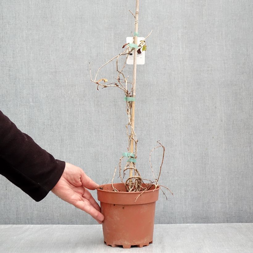 Exemplaar van Parthenocissus tricuspidata Veitchii - Wilde wingerd Pot van 2 l/3 l zoals geleverd in de herfst