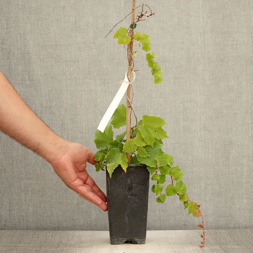 Exemplaar van Parthenocissus tricuspidata Veitchii Robusta - Wilde wingerd Pot van 1,5 l/2 l zoals geleverd in de zomer