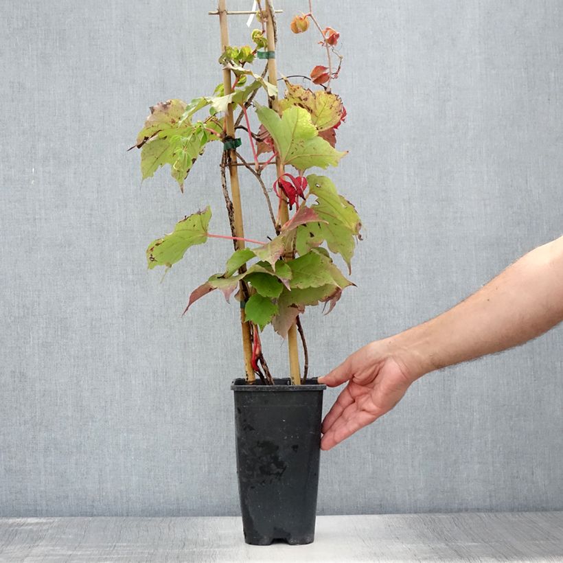 Exemplaar van Parthenocissus tricuspidata Veitchii Robusta - Wilde wingerd Pot van 2 l/3 l zoals geleverd in de zomer