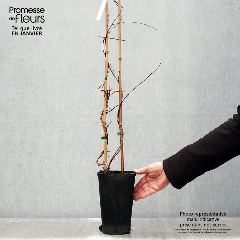 Example of Parthenocissus tricuspidata Veitchii Robusta - Wilde wingerd Pot van 2 l/3 l as you get in hiver