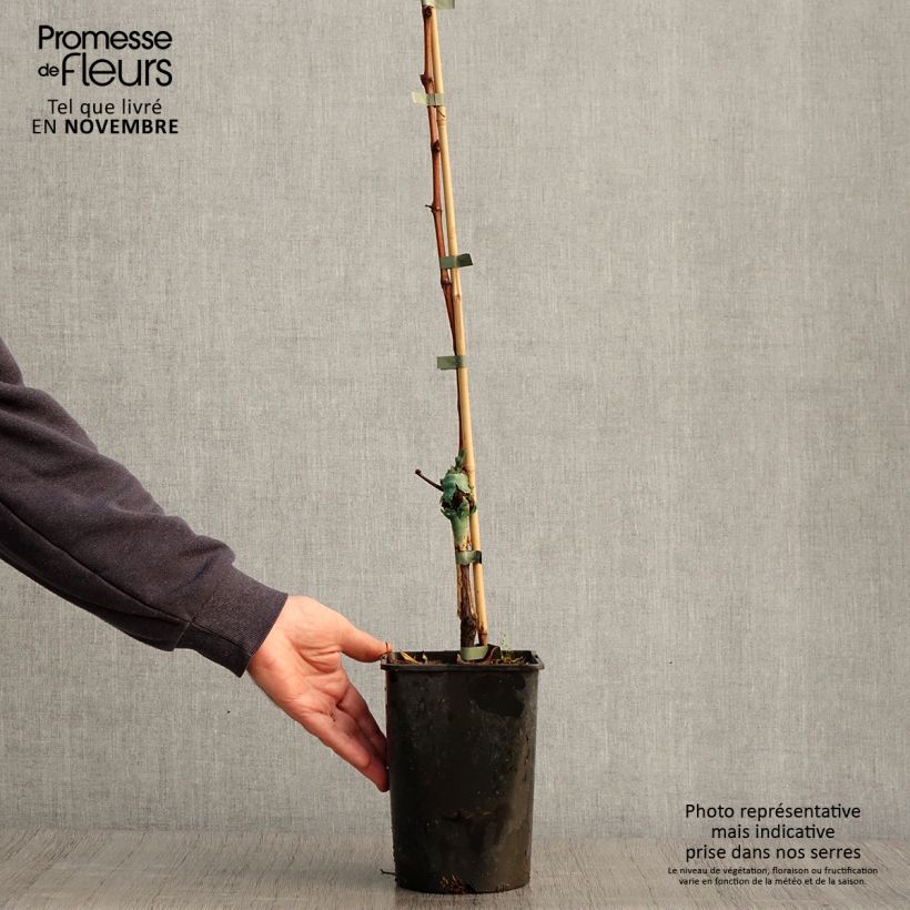 Exemplaar van Druif Phoenix Pot van 2 l/3 l zoals geleverd in de herfst