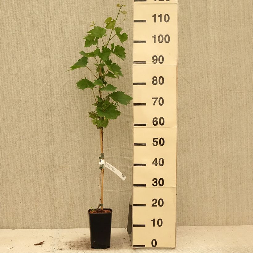 Exemplaar van Druif Phoenix Pot van 2 l/3 l zoals geleverd in de zomer