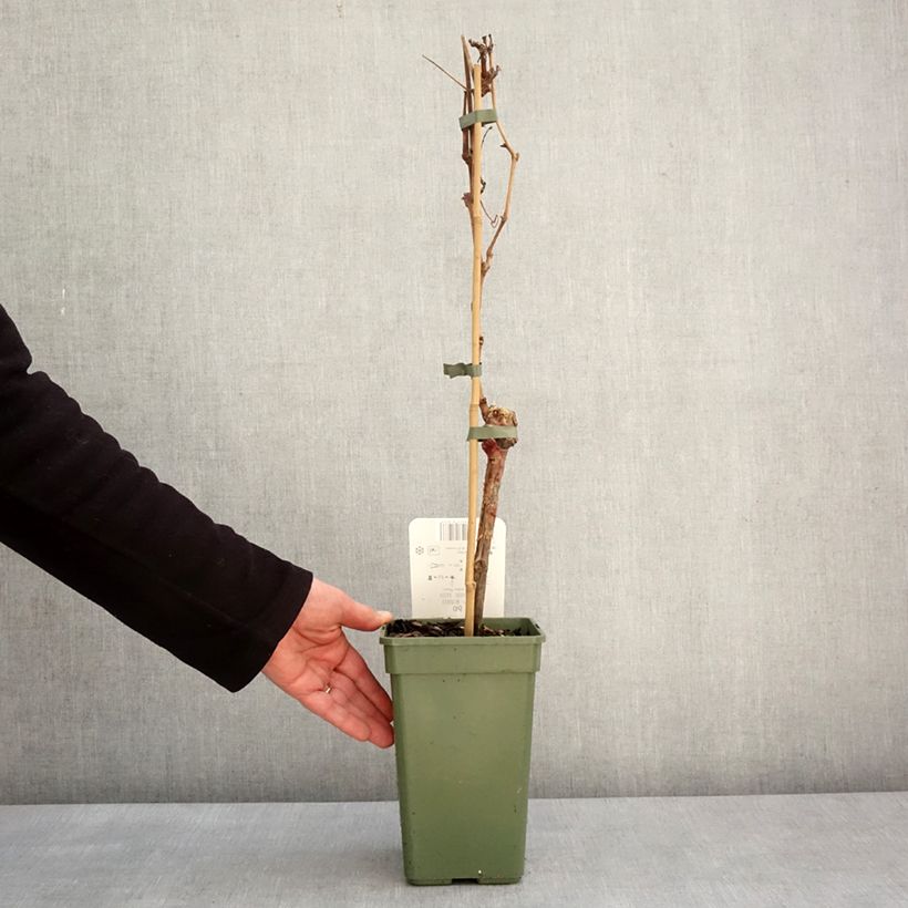 Exemplaar van Druif Phoenix Pot van 2 l/3 l zoals geleverd in de winter