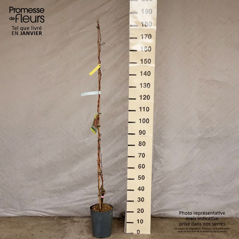 Exemplaar van Druif Argentina Pot van 4 l/5 l zoals geleverd in de winter