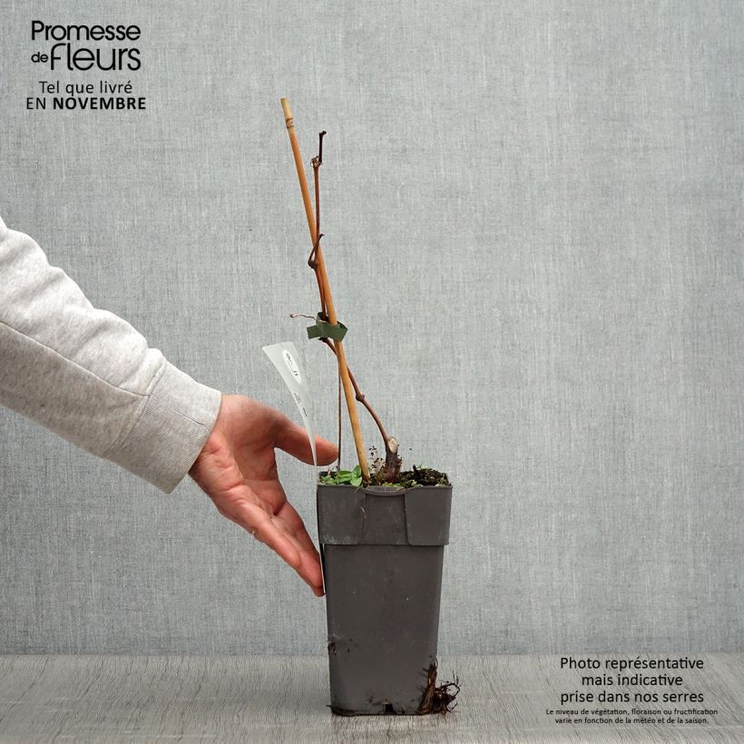Exemplaar van Druif Himrod Pot van 1,5 l/2 l zoals geleverd in de herfst
