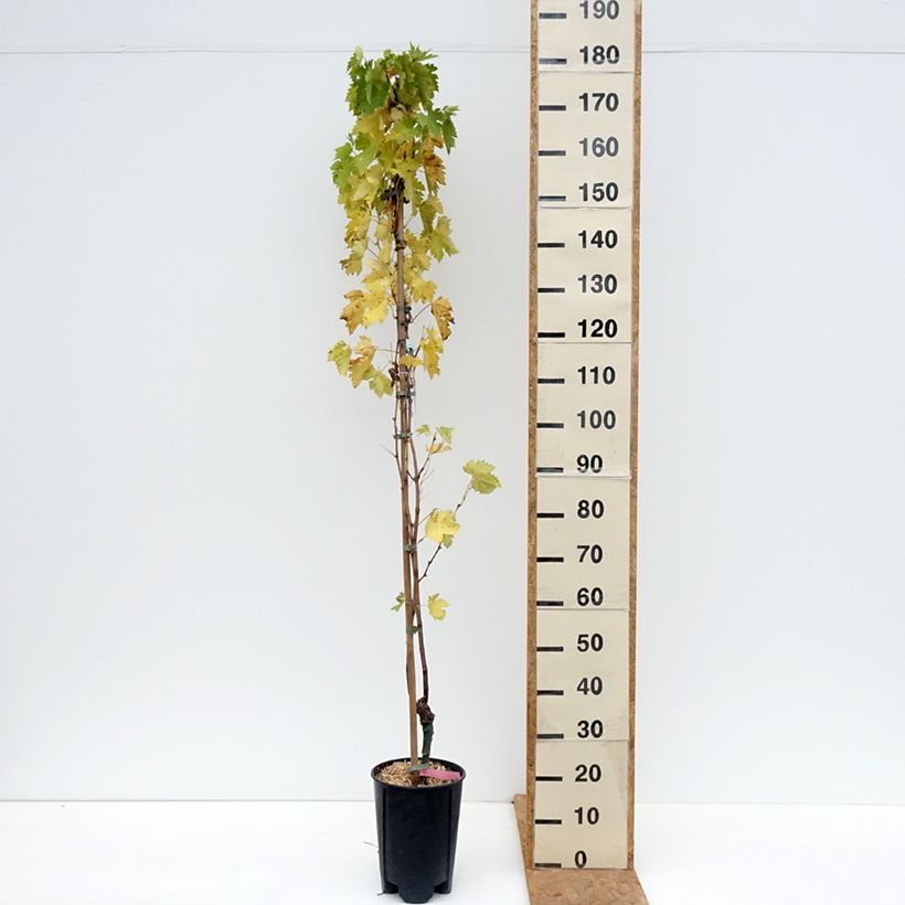 Exemplaar van Druif Miss Pink Pot van 4 l/5 l zoals geleverd in de herfst