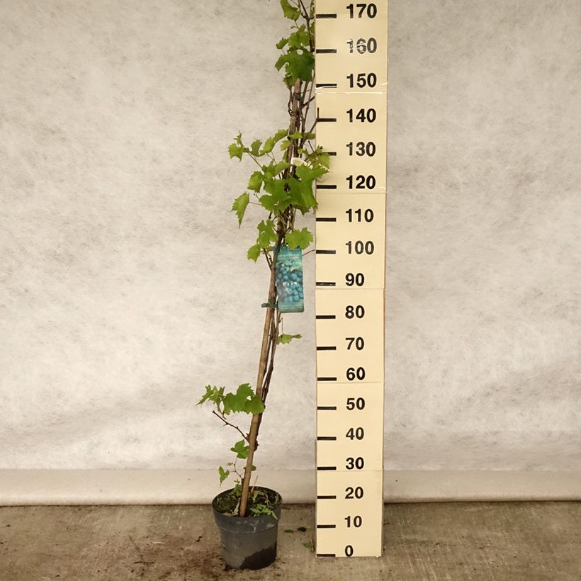 Exemplaar van Druif Muscat Bleu Pot van 4 l/5 l zoals geleverd in de zomer
