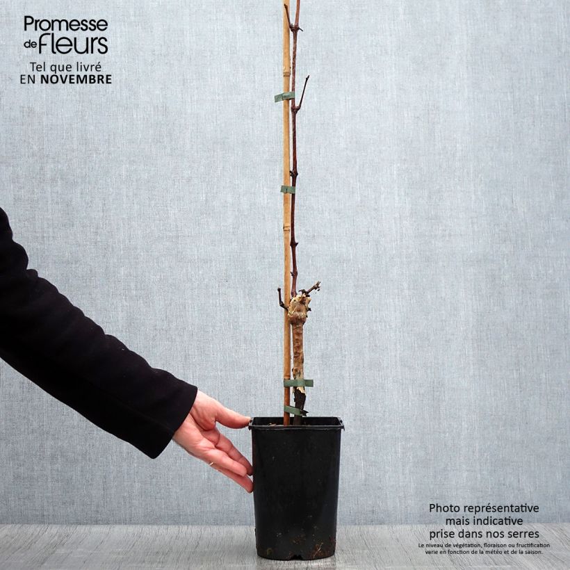 Exemplaar van Druif Muscat Bleu Pot van 2 l/3 l zoals geleverd in de herfst