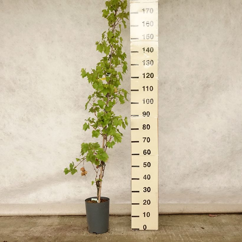 Exemplaar van Druif Palatina Pot van 4 l/5 l zoals geleverd in de zomer