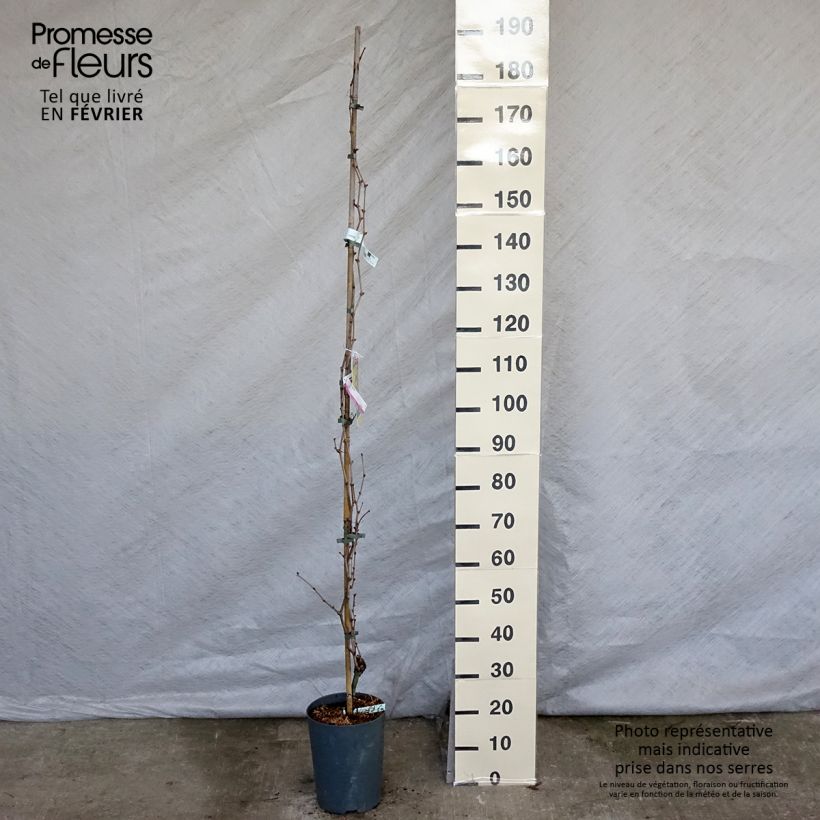 Exemplaar van Druif Palatina Pot van 4 l/5 l zoals geleverd in de winter