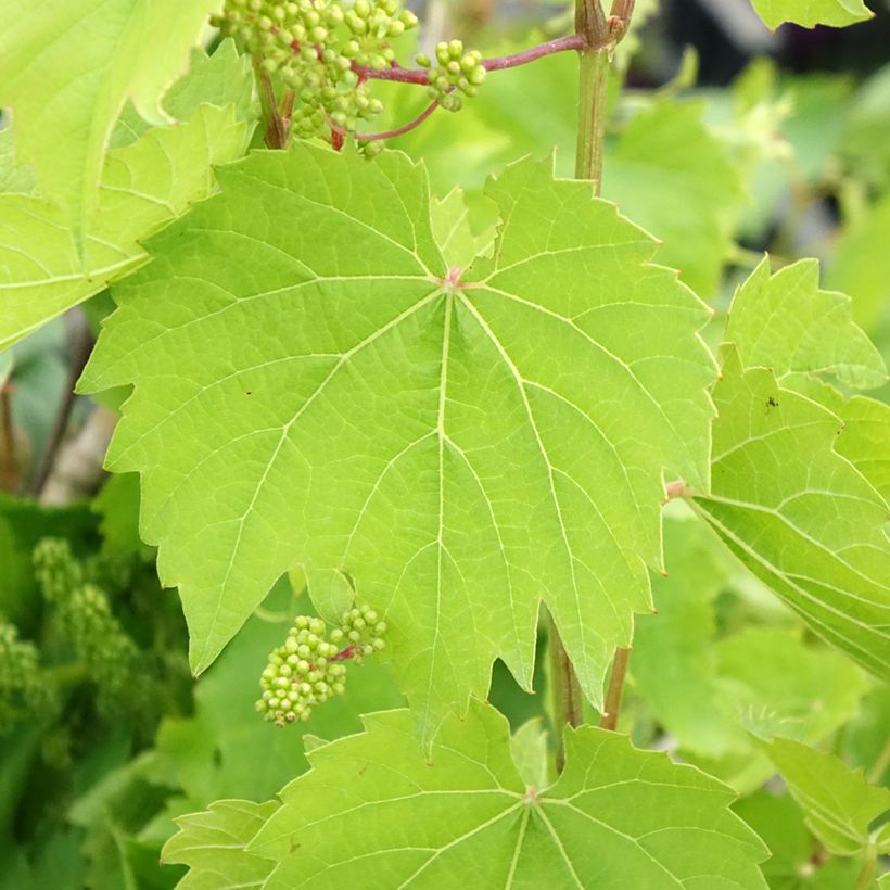 Druif Vroege Van Der Laan (Blad)