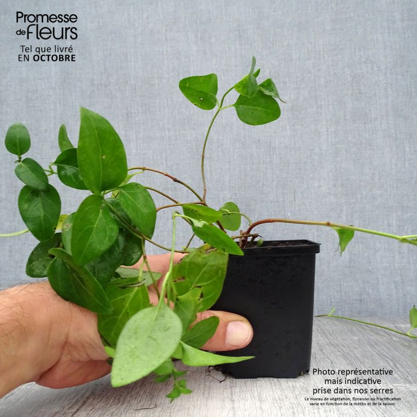 Exemplaar van Vinca major - Grote maagdenpalm Kweekpotje van 7/8 cm zoals geleverd in de herfst