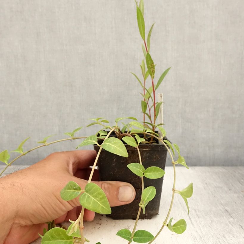 Exemplaar van Vinca minor Alba - Kleine maagdenpalm Kweekpotje van 8/9 cm zoals geleverd in de zomer