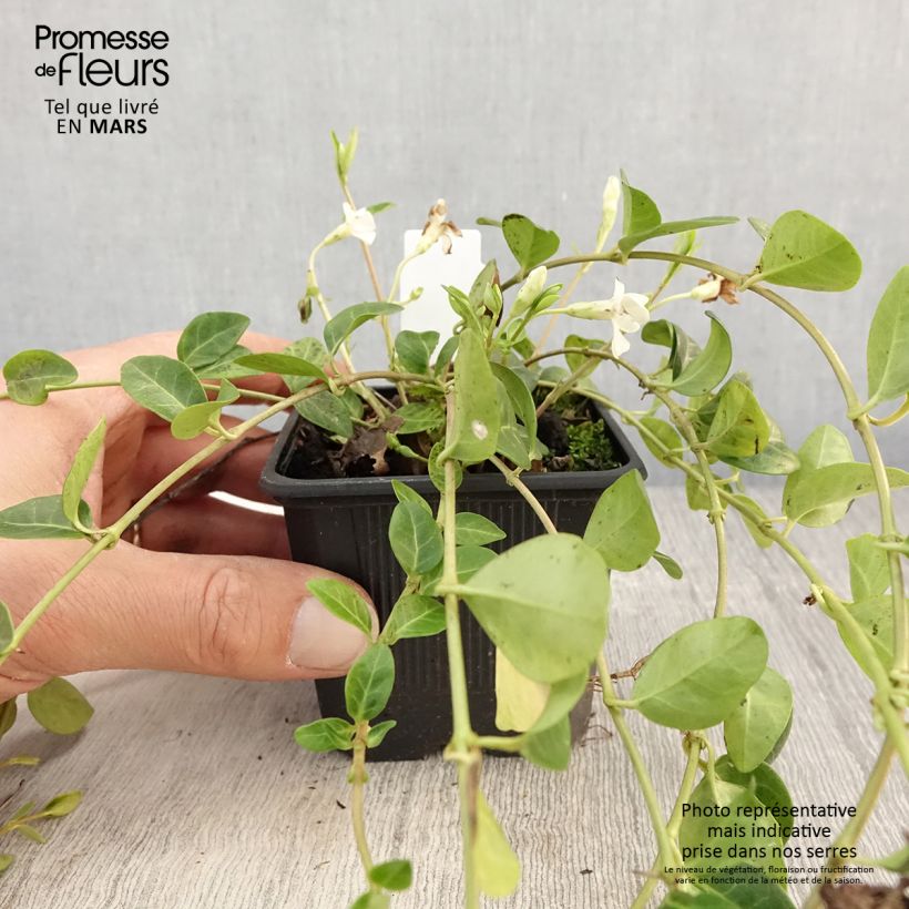 Exemplaar van Vinca minor Alba - Kleine maagdenpalm Kweekpotje van 8/9 cm zoals geleverd in de lente