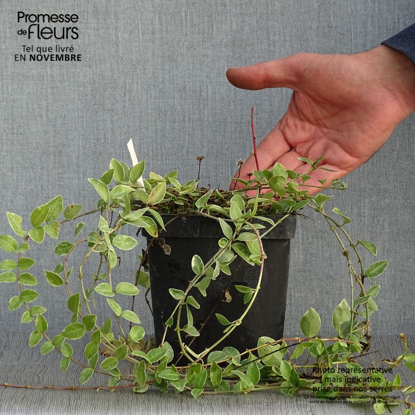 Exemplaar van Vinca minor Argenteovariegata - Kleine maagdenpalm Pot van 2 l/3 l zoals geleverd in de herfst